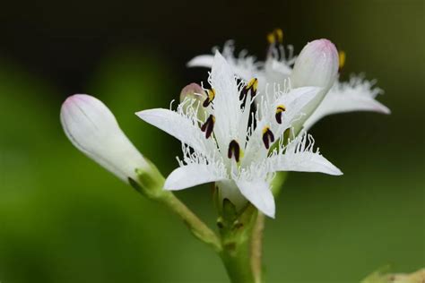 睡菜|睡菜科